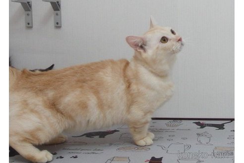 販売中のマンチカンの親猫